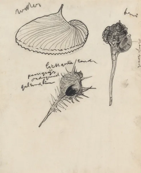 Studieblad met drie schelpen av Theo Nieuwenhuis