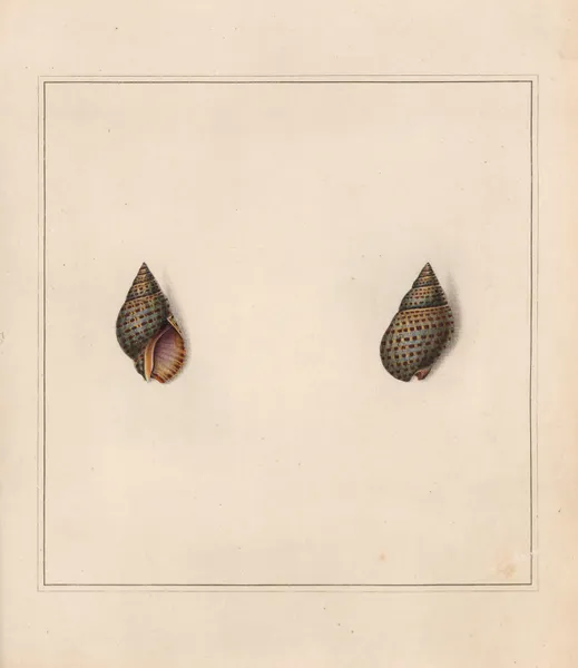 The universal conchologist Pl.09 av Thomas Martyn