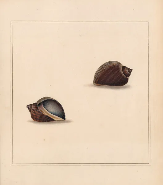 The universal conchologist Pl.10 av Thomas Martyn