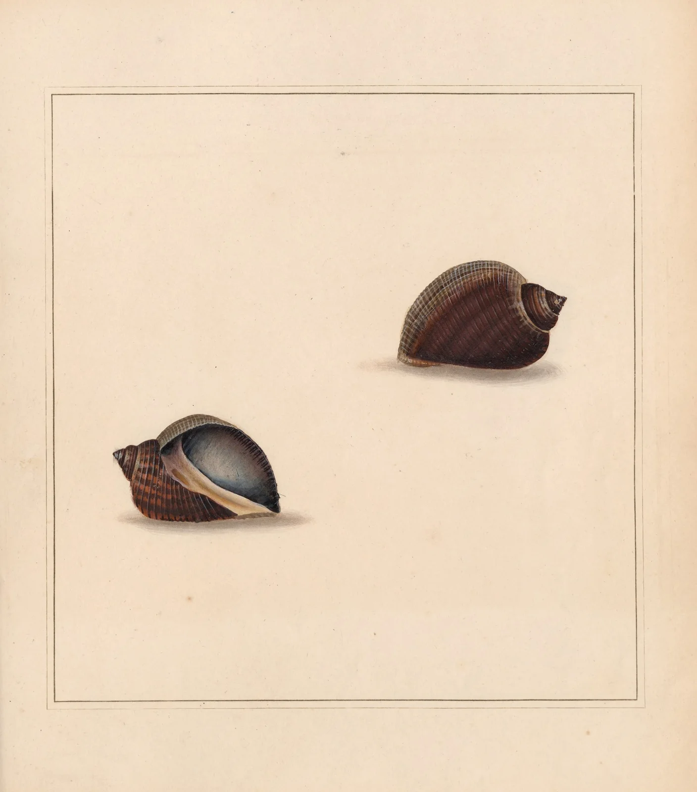 The universal conchologist Pl.10 av Thomas Martyn