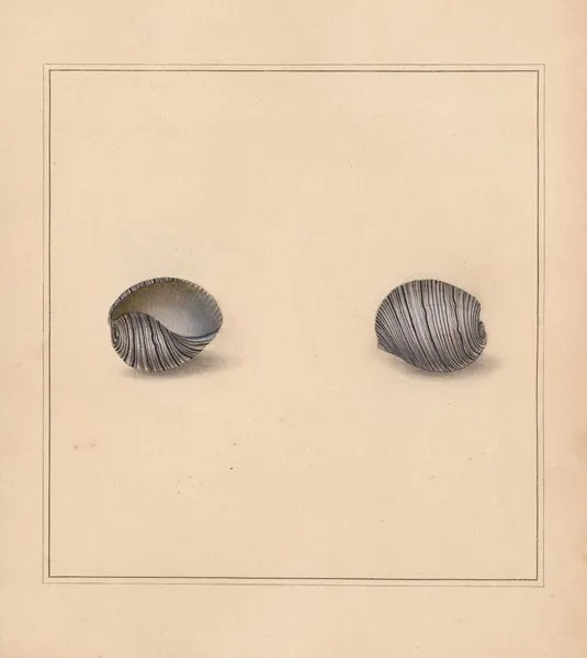 The universal conchologist Pl.12 av Thomas Martyn
