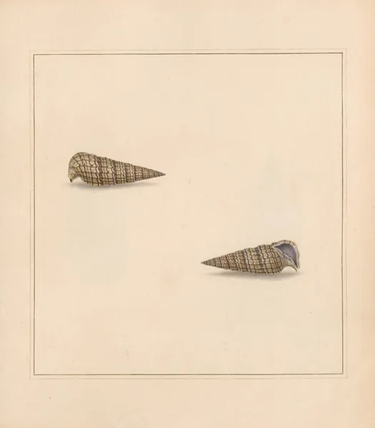The universal conchologist Pl.13 av Thomas Martyn