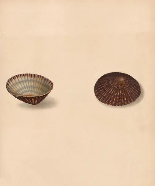 The universal conchologist Pl.18 av Thomas Martyn