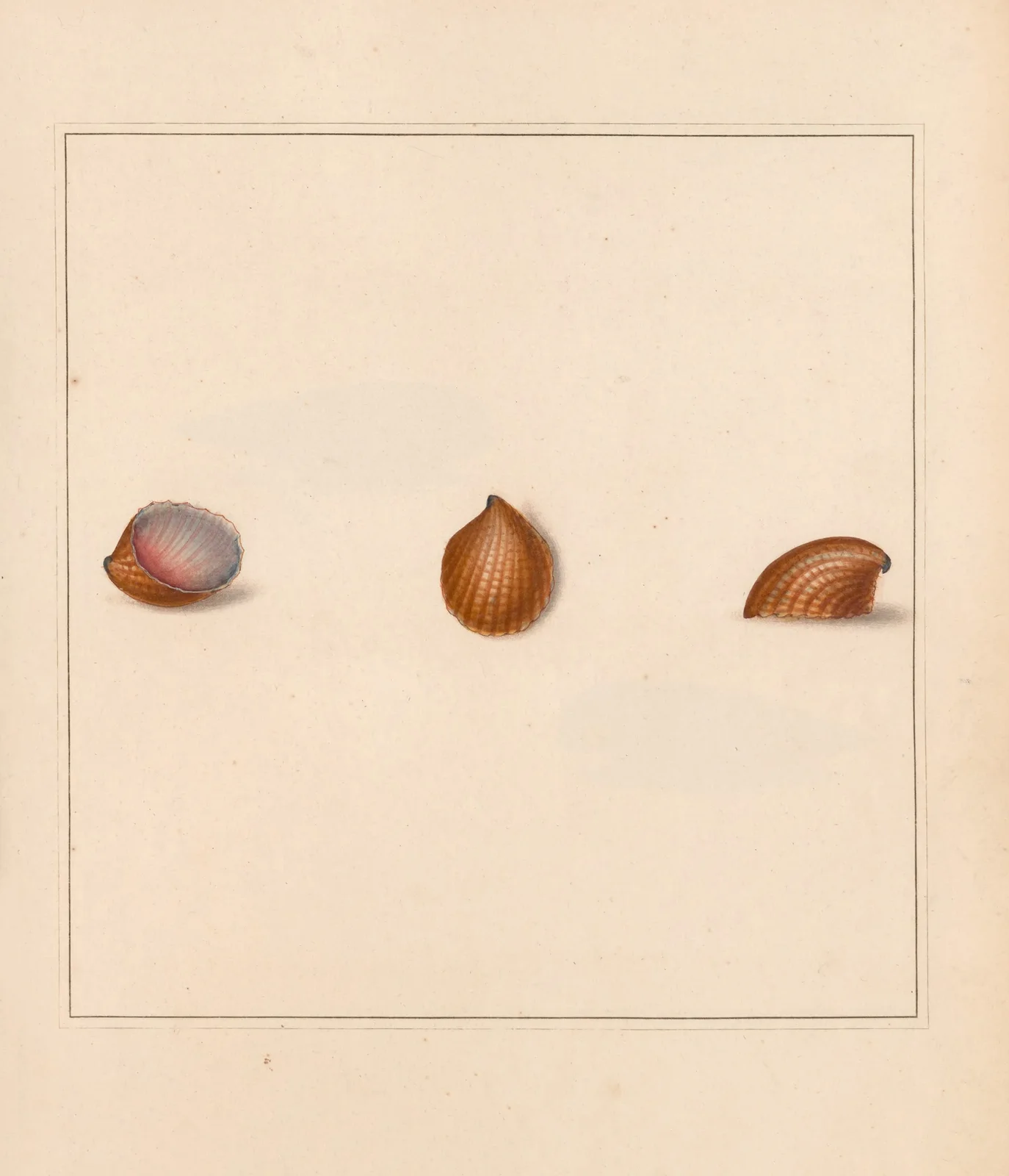 The universal conchologist Pl.19 av Thomas Martyn