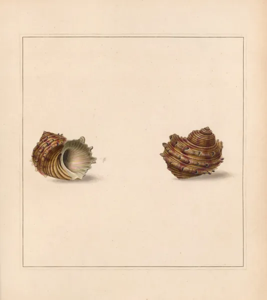 The universal conchologist Pl.27 av Thomas Martyn
