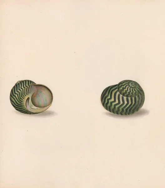 The universal conchologist Pl.30 av Thomas Martyn