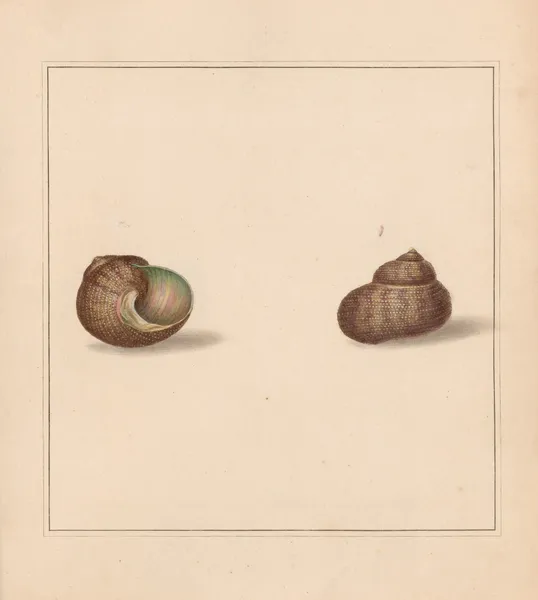 The universal conchologist Pl.38 av Thomas Martyn
