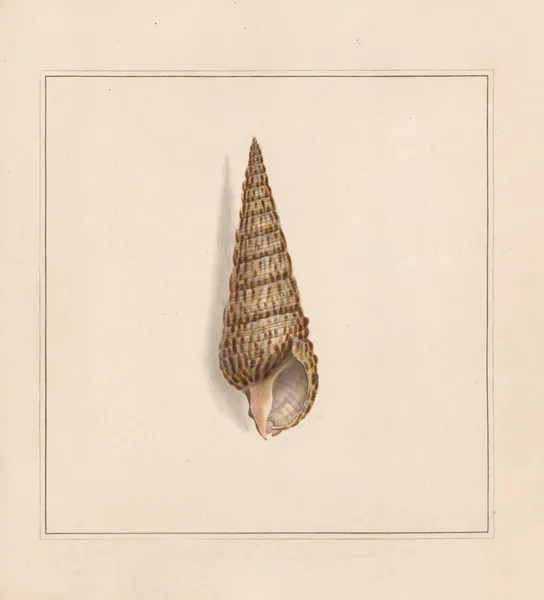 The universal conchologist Pl.58 av Thomas Martyn