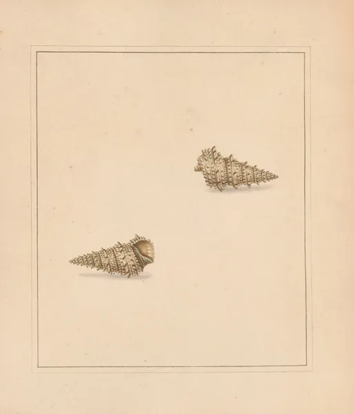 The universal conchologist Pl.59 av Thomas Martyn