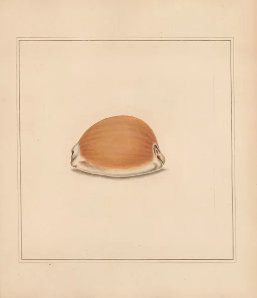 The universal conchologist Pl.60 av Thomas Martyn