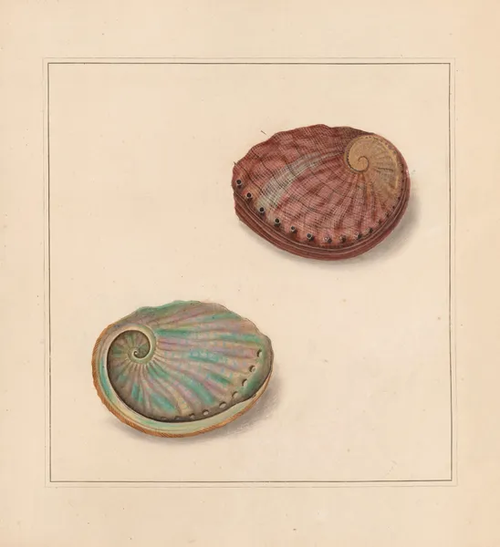 The universal conchologist Pl.64 av Thomas Martyn