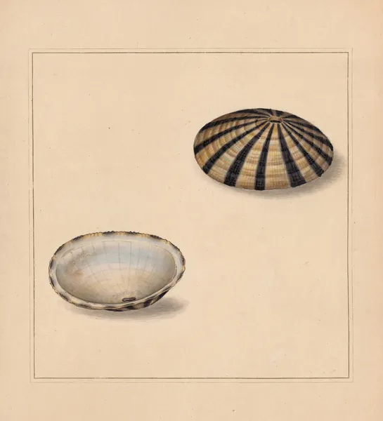 The universal conchologist Pl.65 av Thomas Martyn
