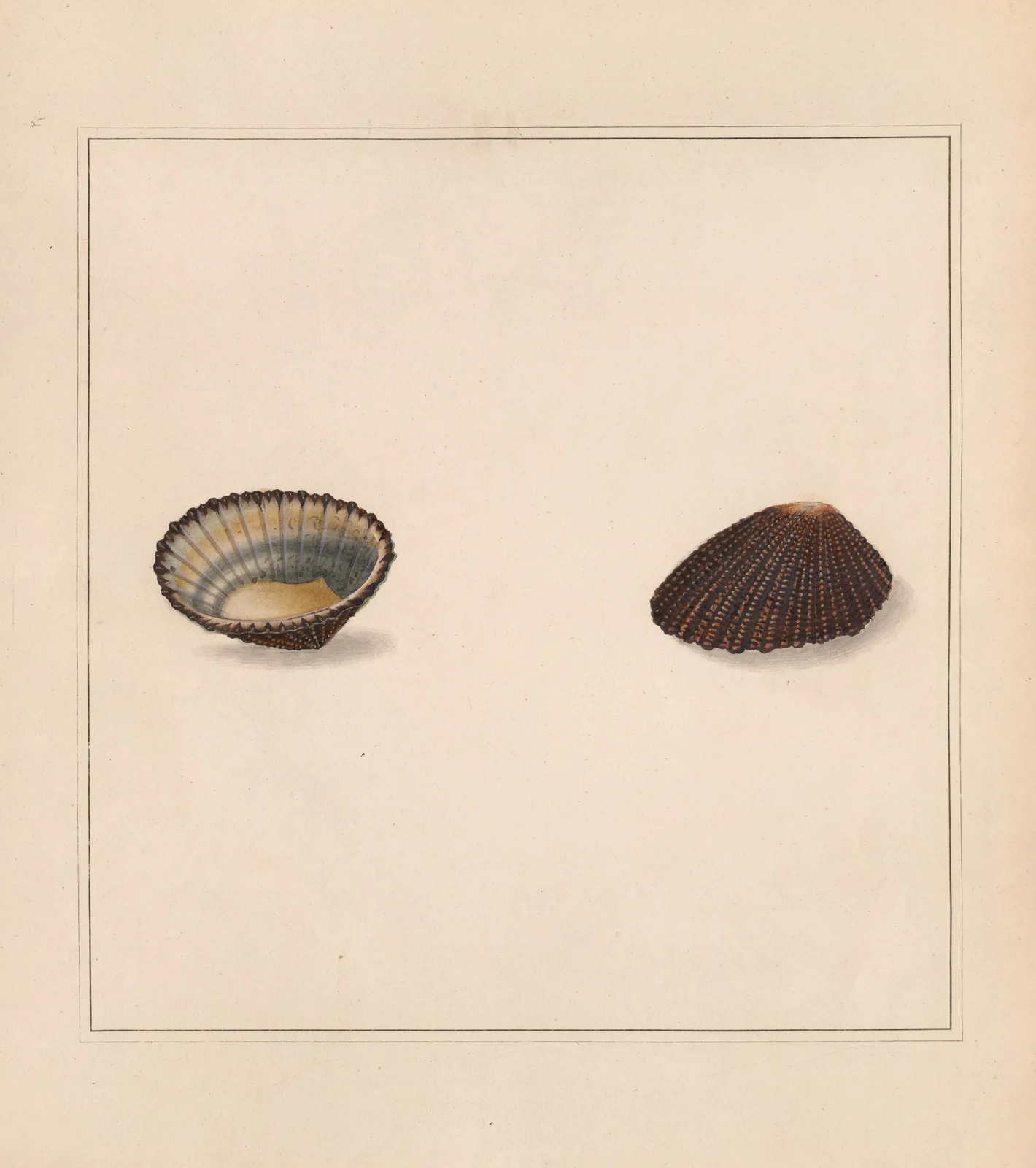 The universal conchologist Pl.66 av Thomas Martyn