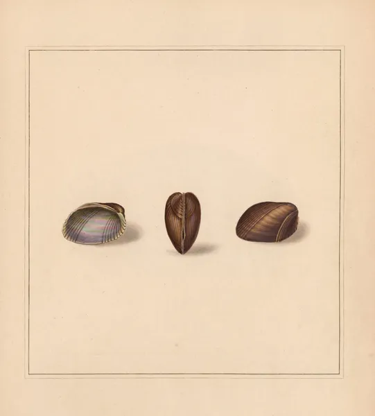 The universal conchologist Pl.78 av Thomas Martyn