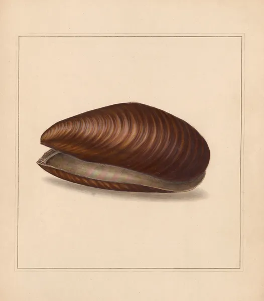 The universal conchologist Pl.79 av Thomas Martyn