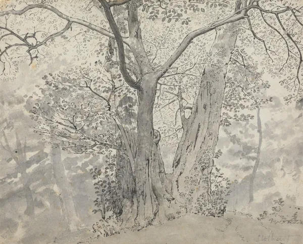 Tree Study av Thomas Stothard