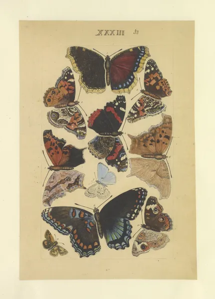 Lepidoptera Pl.033 av Townend Glover