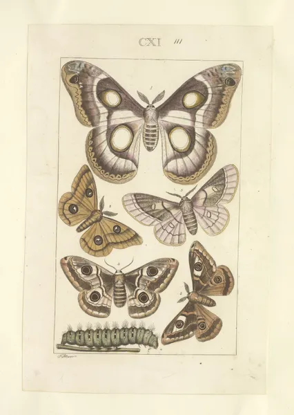 Lepidoptera Pl.111 av Townend Glover