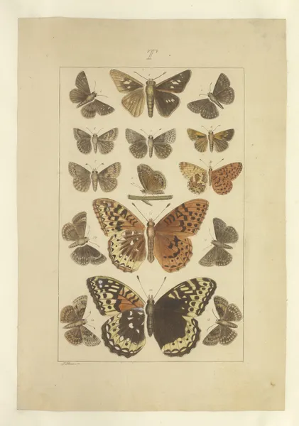 Lepidoptera Pl.136 av Townend Glover