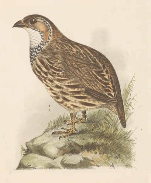 Partridge av Theo van Hoytema