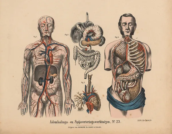 Ademhalings- en Spijsverteringswerktuigen No. 23 av Hendrik Jan van Lummel