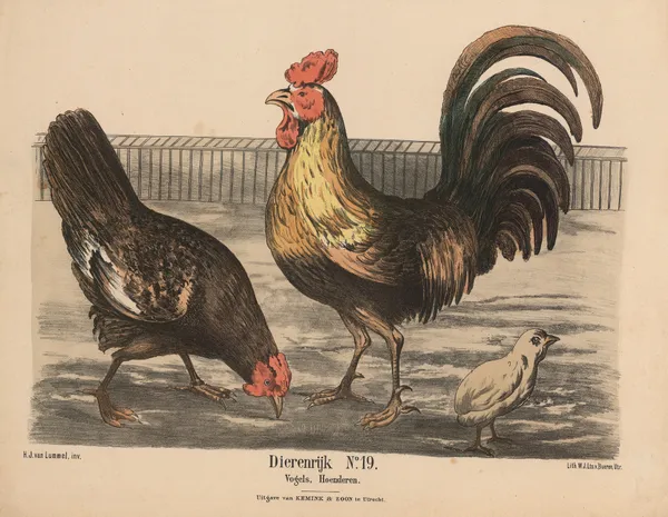 Vogels, Hoenderen av Hendrik Jan van Lummel