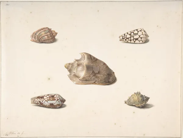 Five Shells av Georgius Jacobus Johannes van Os