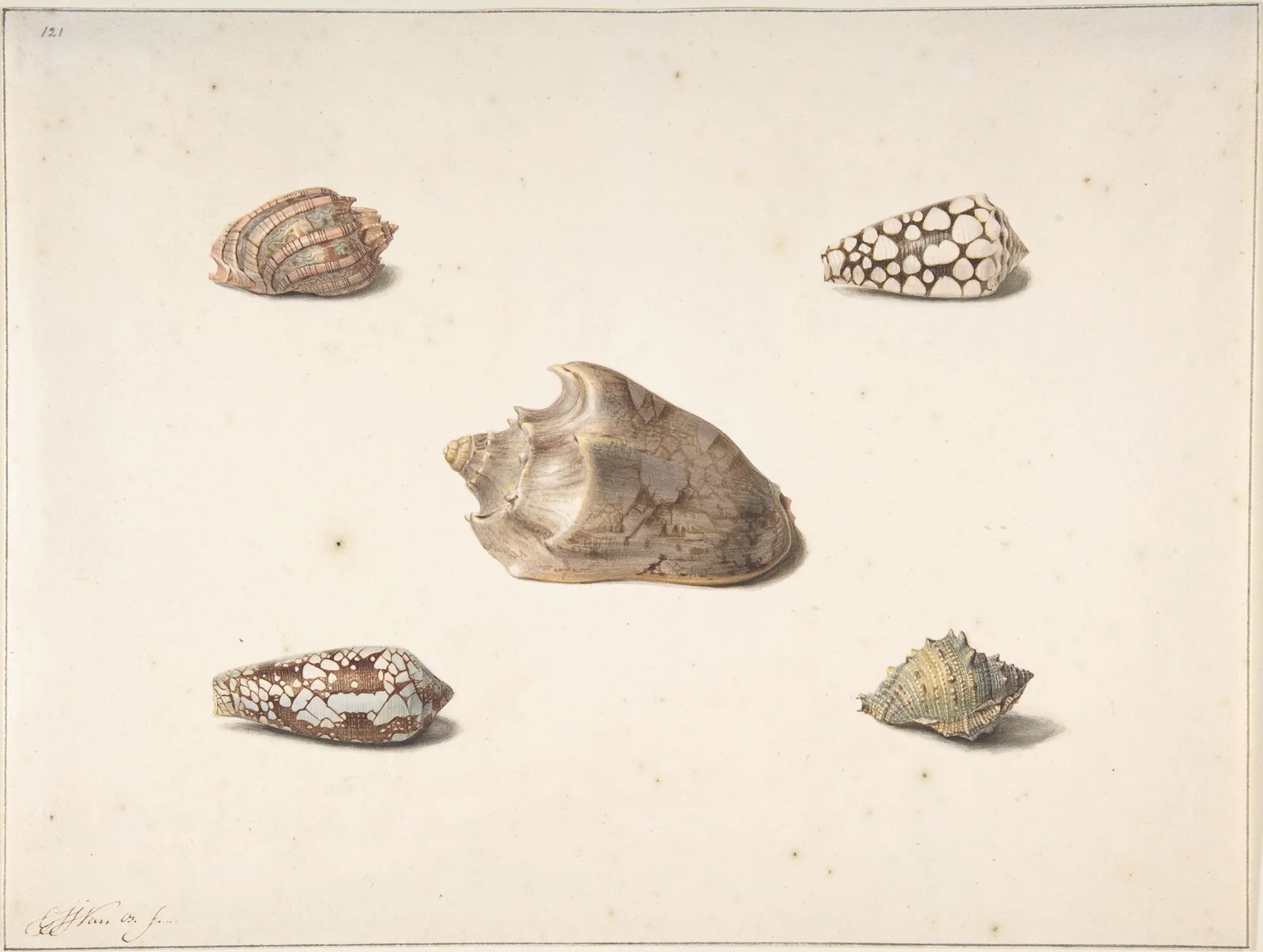 Five Shells av Georgius Jacobus Johannes van Os