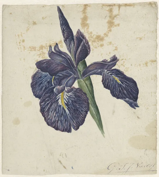 Iris av Georgius Jacobus Johannes van Os