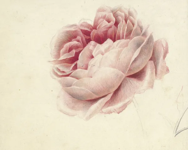 Roze roos av Georgius Jacobus Johannes van Os