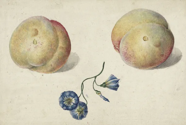 Twee perzikken en een bloem av Georgius Jacobus Johannes van Os