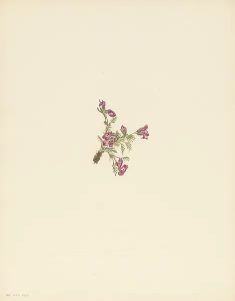 Alpine Pointvetch (flower) (Oxytropis podocarpa) av Mary Vaux Walcott