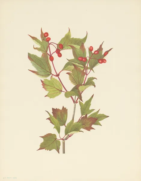 Cranberrybush (Viburnum pauciflorum) av Mary Vaux Walcott