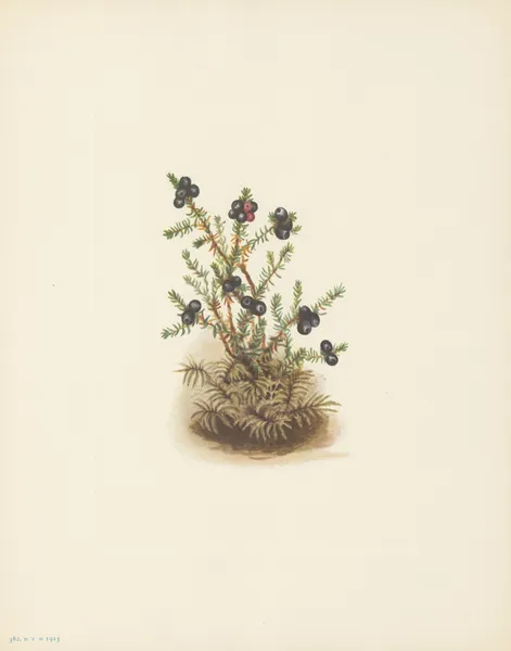Crowberry (Empetrum nigrum) av Mary Vaux Walcott