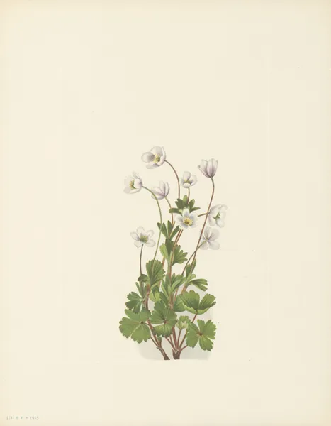 Northern Anemone (Anemone parviflora) av Mary Vaux Walcott
