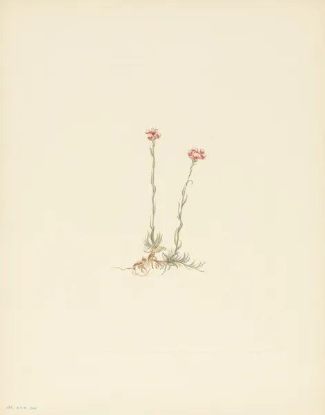 Pink Pussytoes (Antennaria rosea) av Mary Vaux Walcott