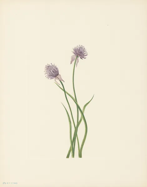 Siberian Onion (Allium sibericum) av Mary Vaux Walcott