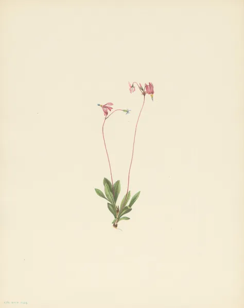 Slender Shootingstar (Dodecatheon pauciflorum) av Mary Vaux Walcott