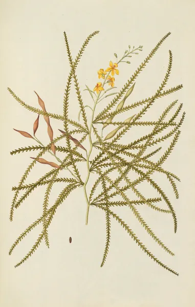 Selectarum stirpium Americanarum historia Pl.119 av Nikolaus Joseph Freiherr von Jacquin