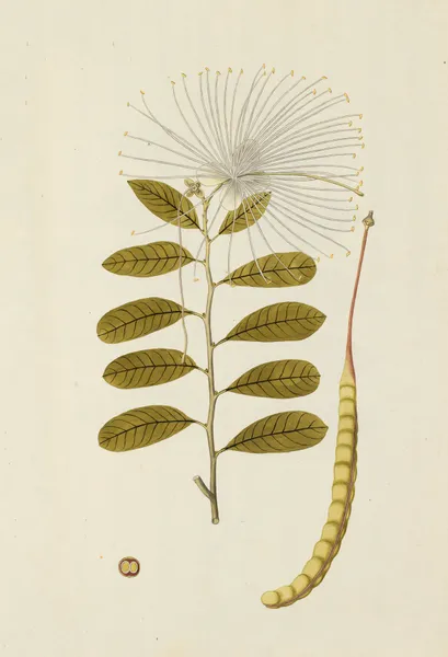 Selectarum stirpium Americanarum historia Pl.145 av Nikolaus Joseph Freiherr von Jacquin