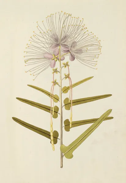 Selectarum stirpium Americanarum historia Pl.147 av Nikolaus Joseph Freiherr von Jacquin