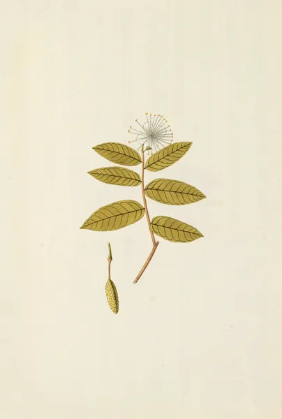 Selectarum stirpium Americanarum historia Pl.148 av Nikolaus Joseph Freiherr von Jacquin
