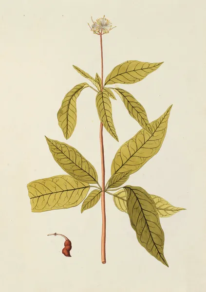 Selectarum stirpium Americanarum historia Pl.153 av Nikolaus Joseph Freiherr von Jacquin