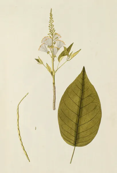 Selectarum stirpium Americanarum historia Pl.154 av Nikolaus Joseph Freiherr von Jacquin