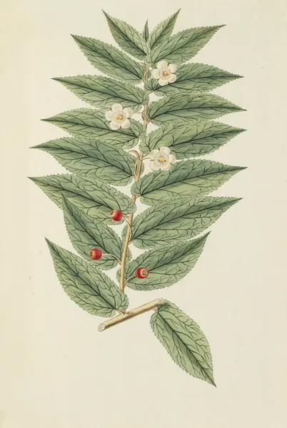 Selectarum stirpium Americanarum historia Pl.158 av Nikolaus Joseph Freiherr von Jacquin
