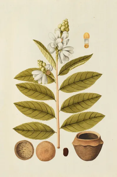 Selectarum stirpium Americanarum historia Pl.160 av Nikolaus Joseph Freiherr von Jacquin