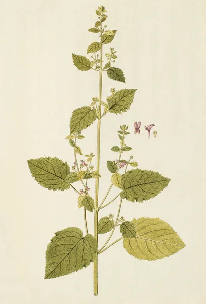 Selectarum stirpium Americanarum historia Pl.163 av Nikolaus Joseph Freiherr von Jacquin