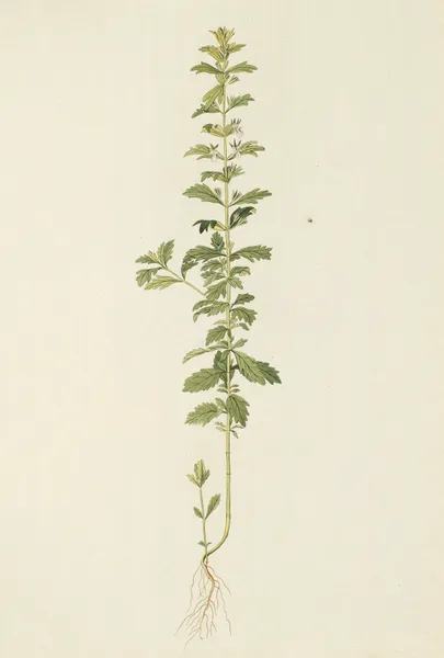 Selectarum stirpium Americanarum historia Pl.164 av Nikolaus Joseph Freiherr von Jacquin