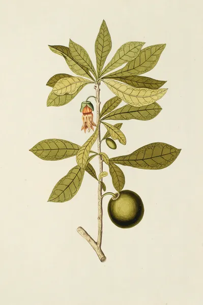 Selectarum stirpium Americanarum historia Pl.167 av Nikolaus Joseph Freiherr von Jacquin