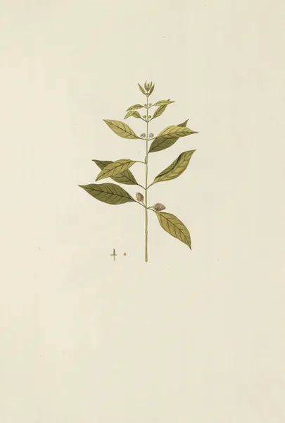 Selectarum stirpium Americanarum historia Pl.168 av Nikolaus Joseph Freiherr von Jacquin